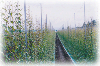 AGRICULTURAL NETS