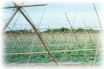 AGRICULTURAL NETS AGRICULTURAL NETS