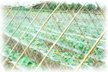 AGRICULTURAL NETS AGRICULTURAL NETS