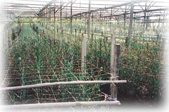 FLOWER NETS