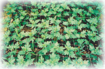 FLOWER NETS