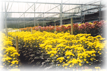 FLOWER NETS