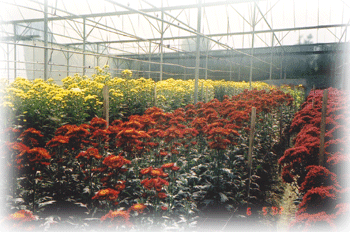 FLOWER NETS